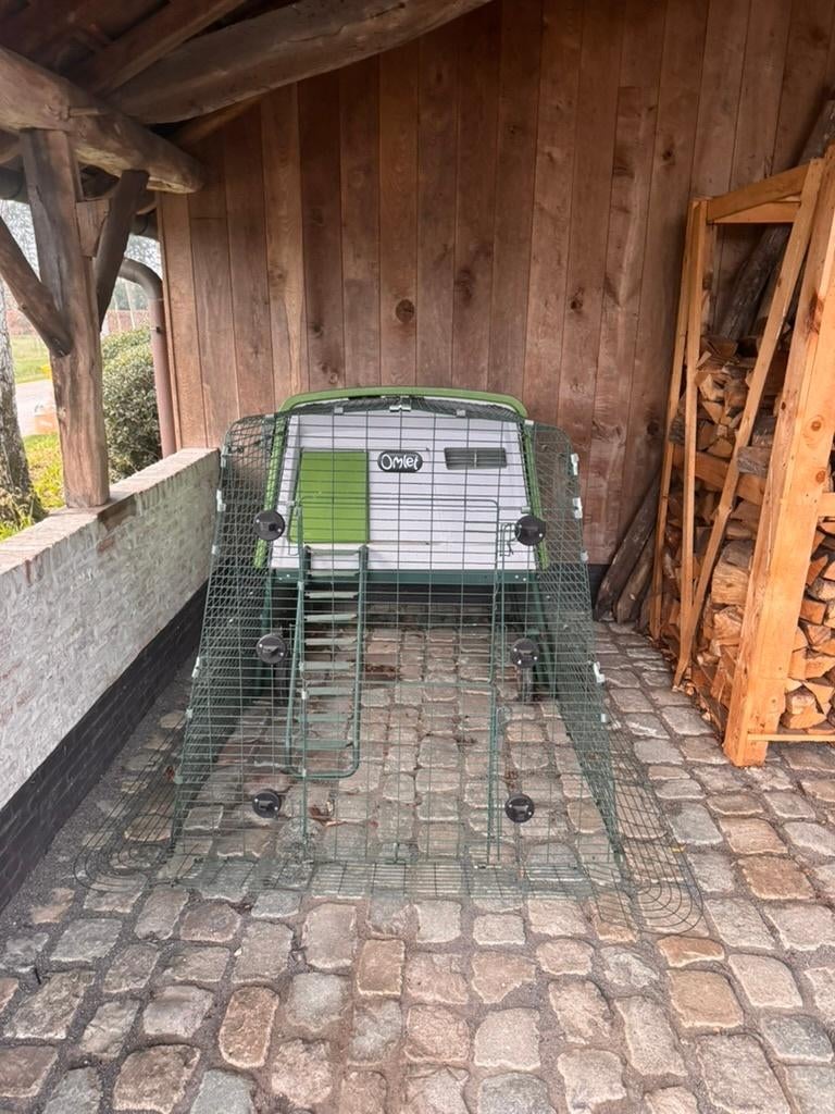 Kippenhok Omlet, Animaux & Accessoires, Animaux Autre, Femelle, Novembre