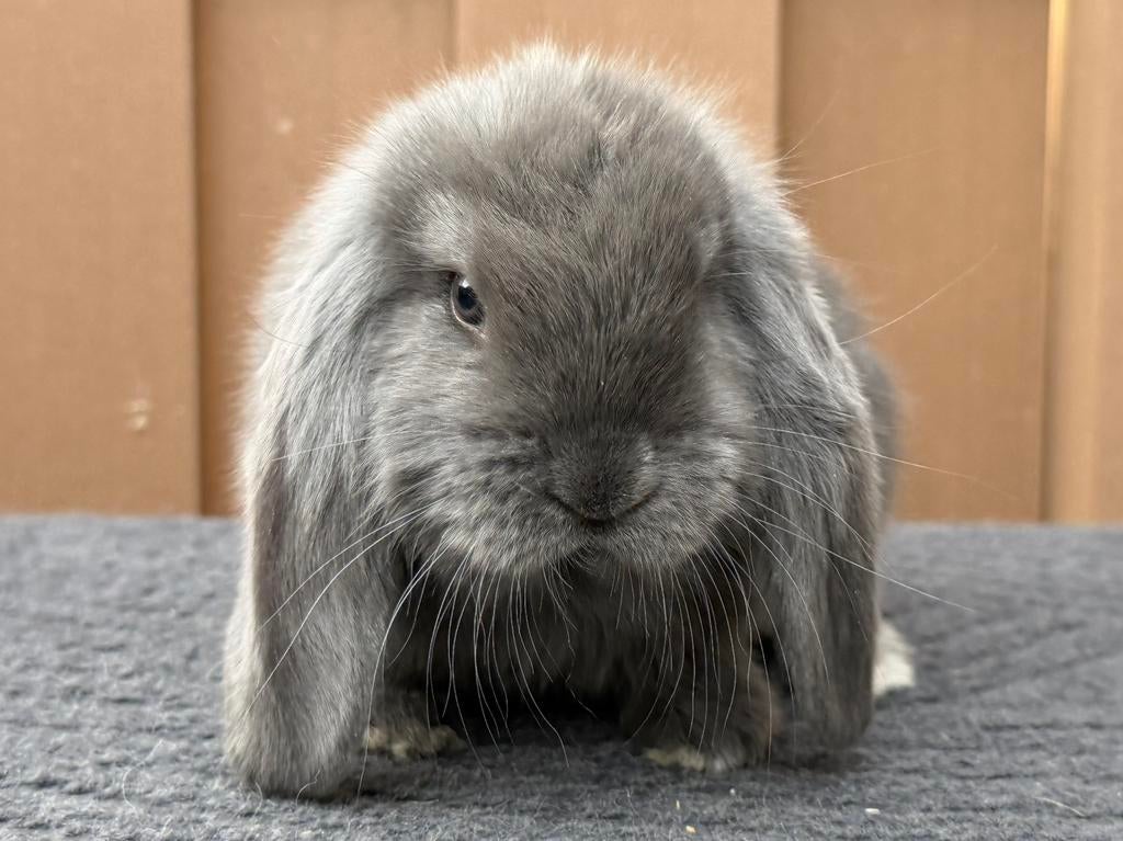 Heel lieve, tamme & gezonde jonge blauwe Franse Hangoor ram, Mâle, Grand, Oreilles tombantes, 0 à 2 ans