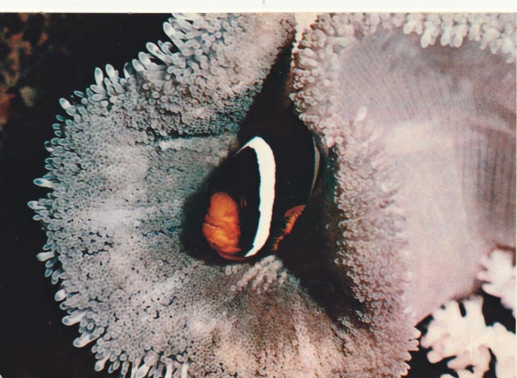 CLOWN VISJE, Verzamelen, Postkaarten | Dieren, Verzenden, Gelopen, Waterdier