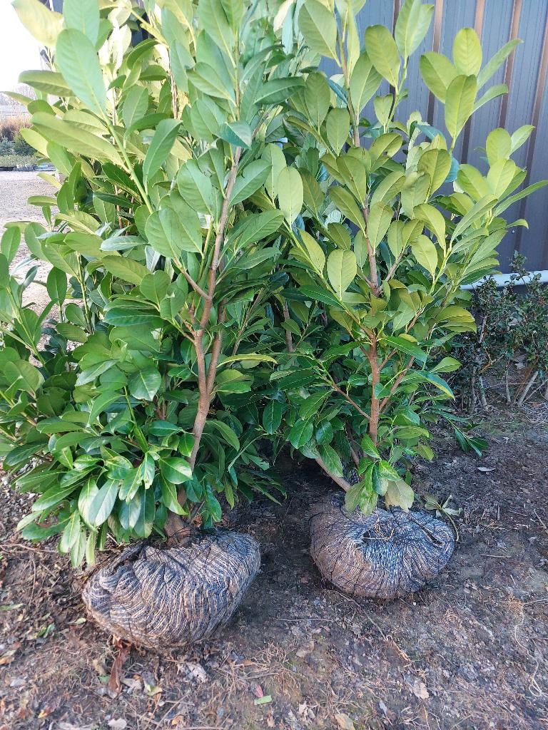 Laurierkers/ paplaurier: haagplant, Ophalen, Laurier, Haag, 100 tot 250 cm