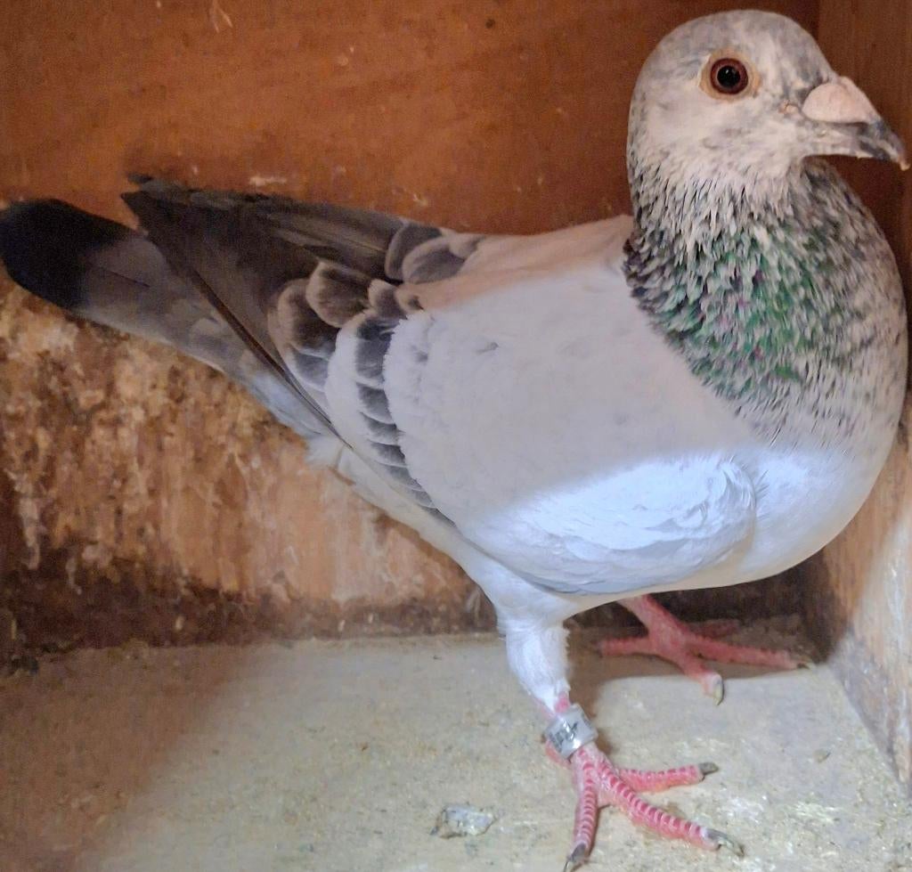 Postduif "BLIZZARD KING KITTEL", Mannelijk, Postduif