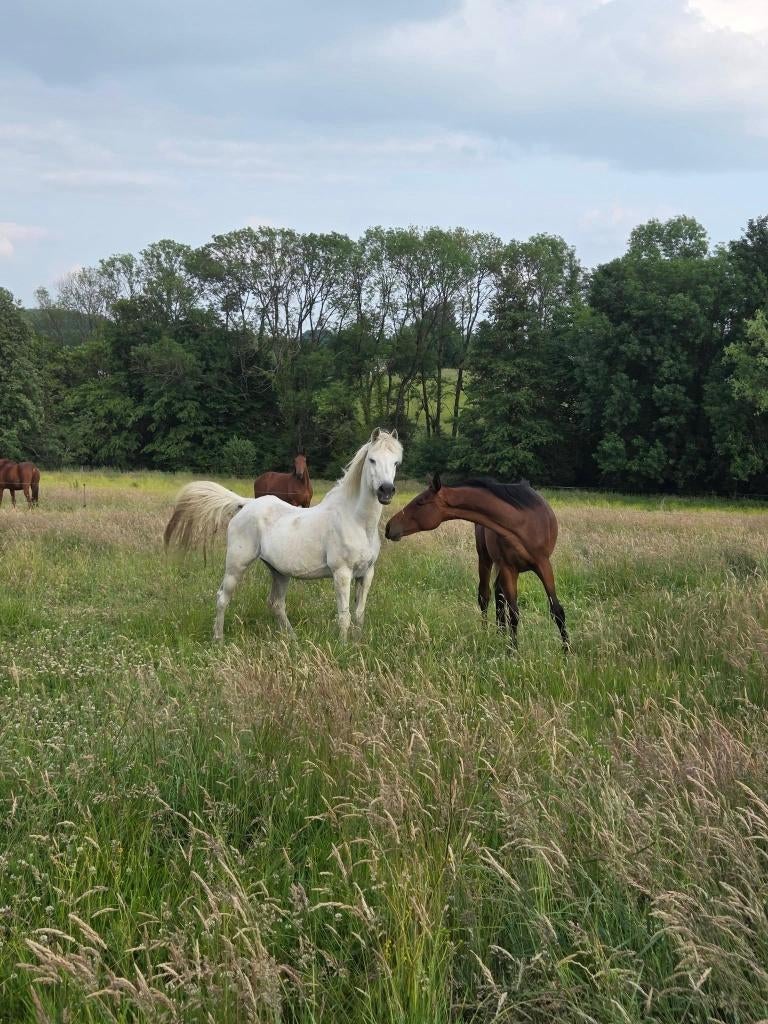 pension prairie chevaux, Animaux & Accessoires, Box & Pâturages, Pâturage, 2 ou 3 chevaux ou poneys