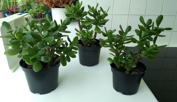 Crassula ovata - Jadeplant (kamerplant), Huis en Inrichting, Ophalen, Vetplant, In pot
