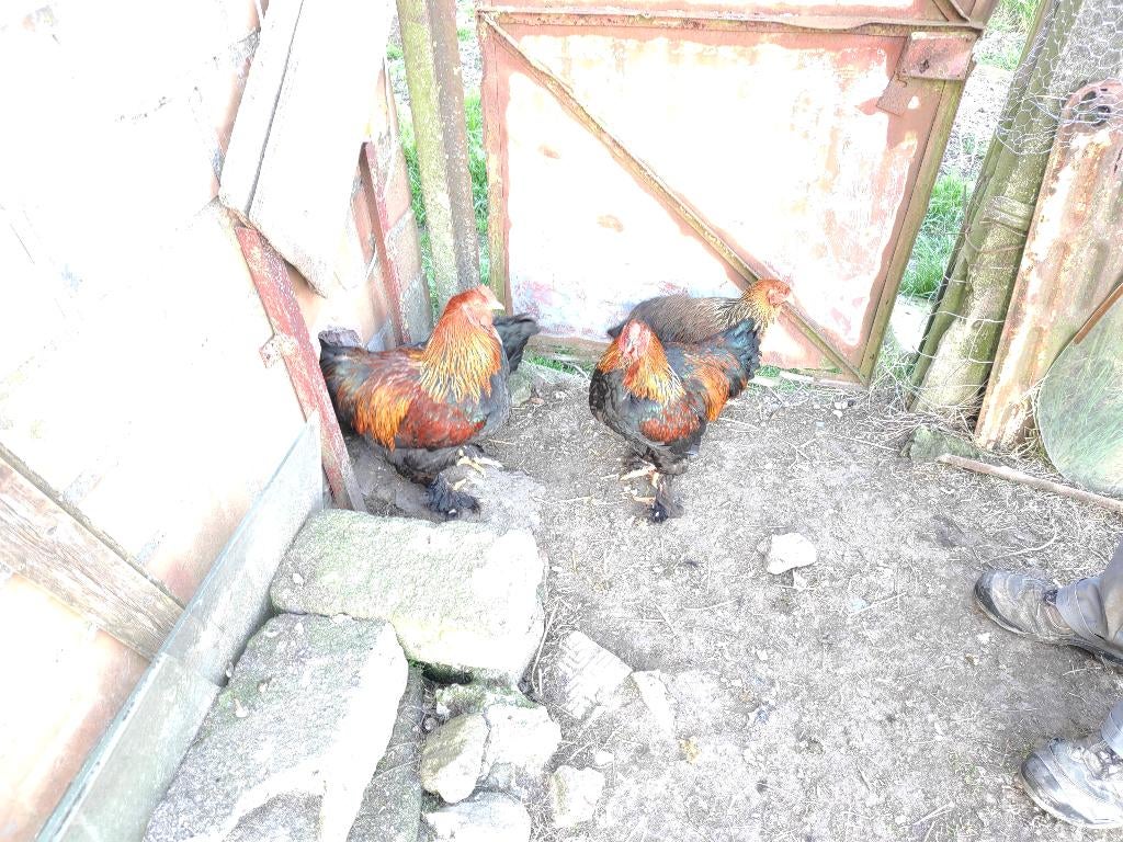 Gezocht te koop Haan brahma goudpatrijs, Dieren en Toebehoren, Pluimvee