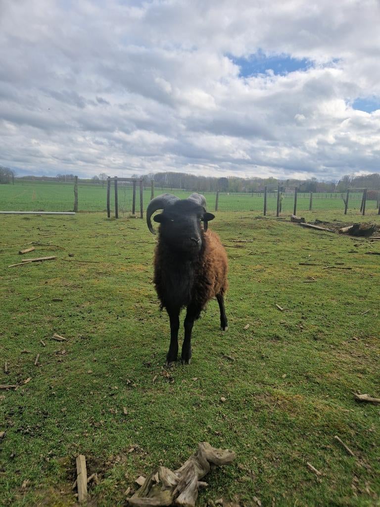 Ouessant Ram, Dieren en Toebehoren