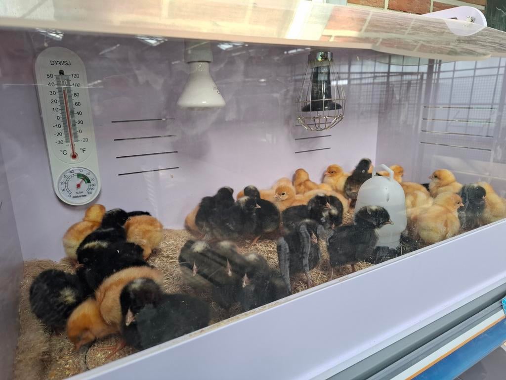 Kuikens kuikentjes paaskuikens paasweekend, Vrouwelijk, Kip