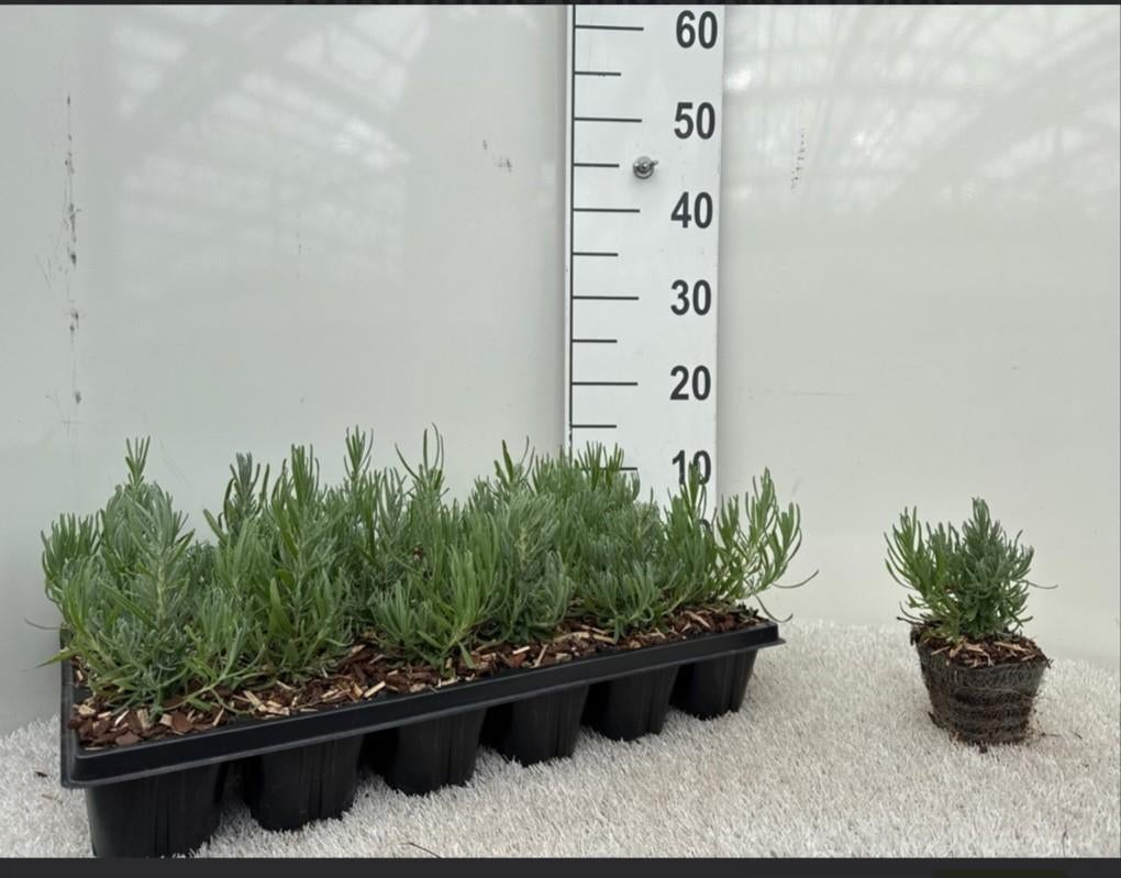 Lavendel 'Hidcote' blauw/paarse lavendel. | Verzending!, Tuin en Terras, Planten | Tuinplanten, Ophalen of Verzenden