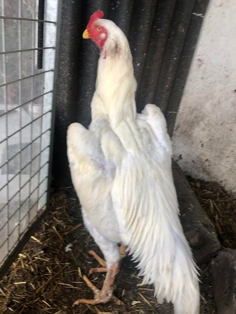 Shamo haan, Dieren en Toebehoren, Pluimvee, Kip