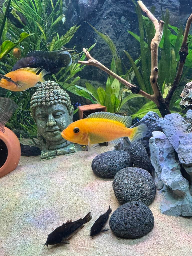 2 van elk tekoop, Vis, Zoetwatervis