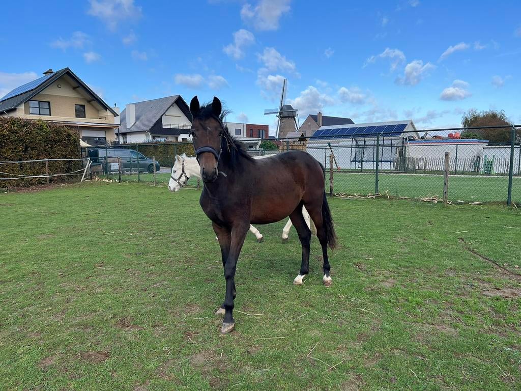 2 jarige new forest merrie, Dieren en Toebehoren, Merrie