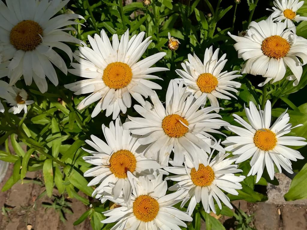Margriet 'Dwarf Snow Lady' zaden, Leucanthemum, Tuin en Terras, Verzenden