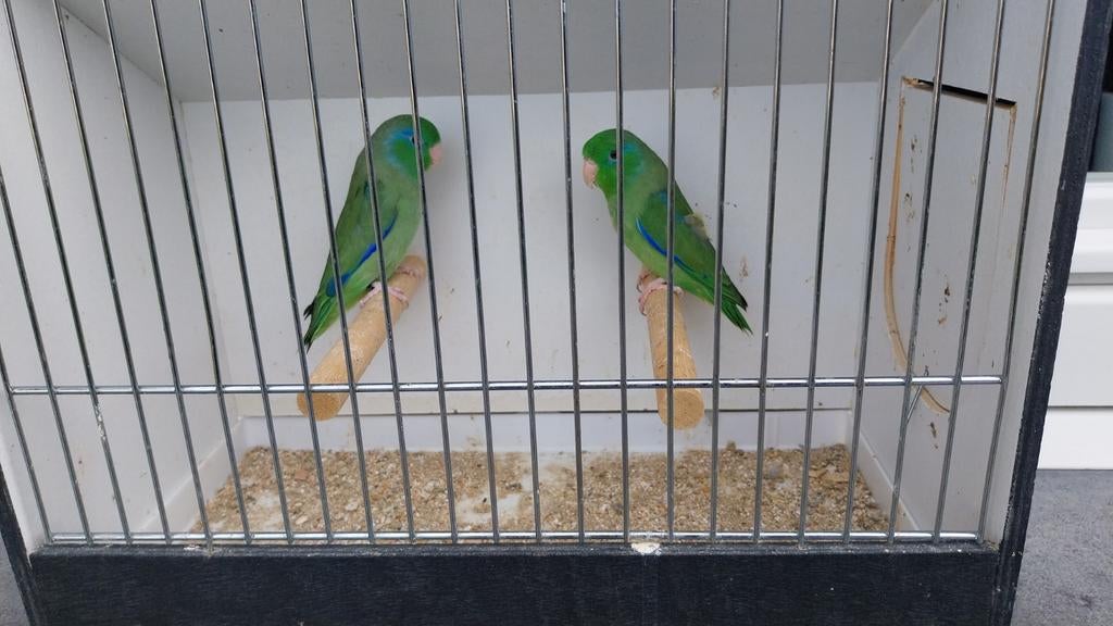 Forpus conspicillatus, Dieren en Toebehoren, Vogels | Parkieten en Papegaaien