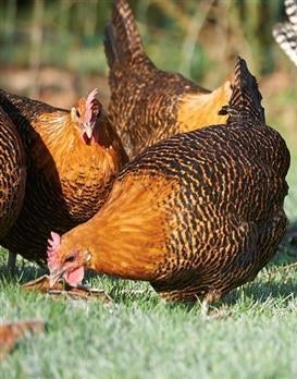 Goudbrakel, Dieren en Toebehoren, Pluimvee, Vrouwelijk, Kip