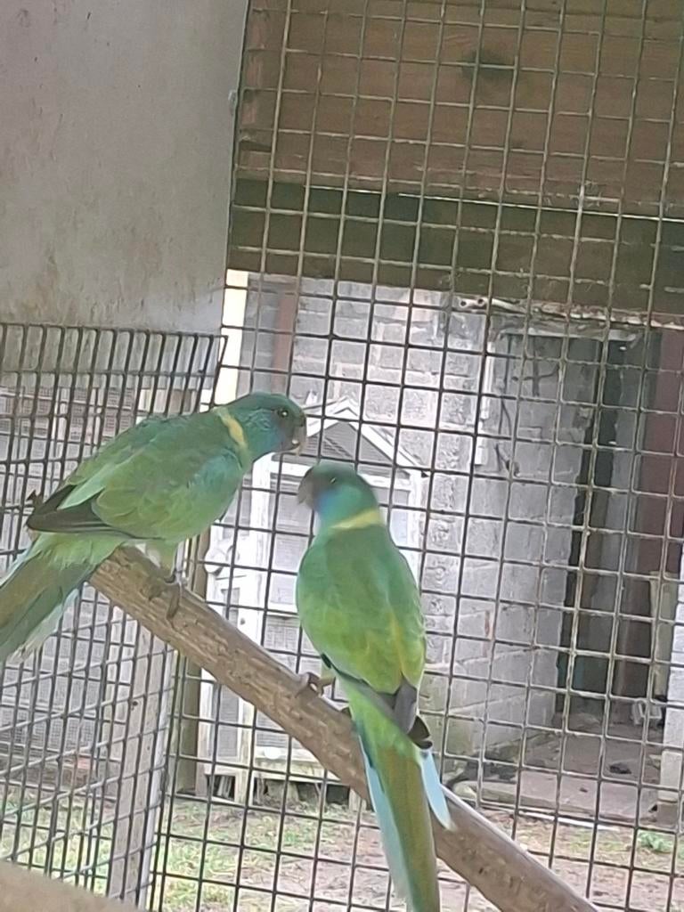 Clown curry, Dieren en Toebehoren, Vogels | Parkieten en Papegaaien