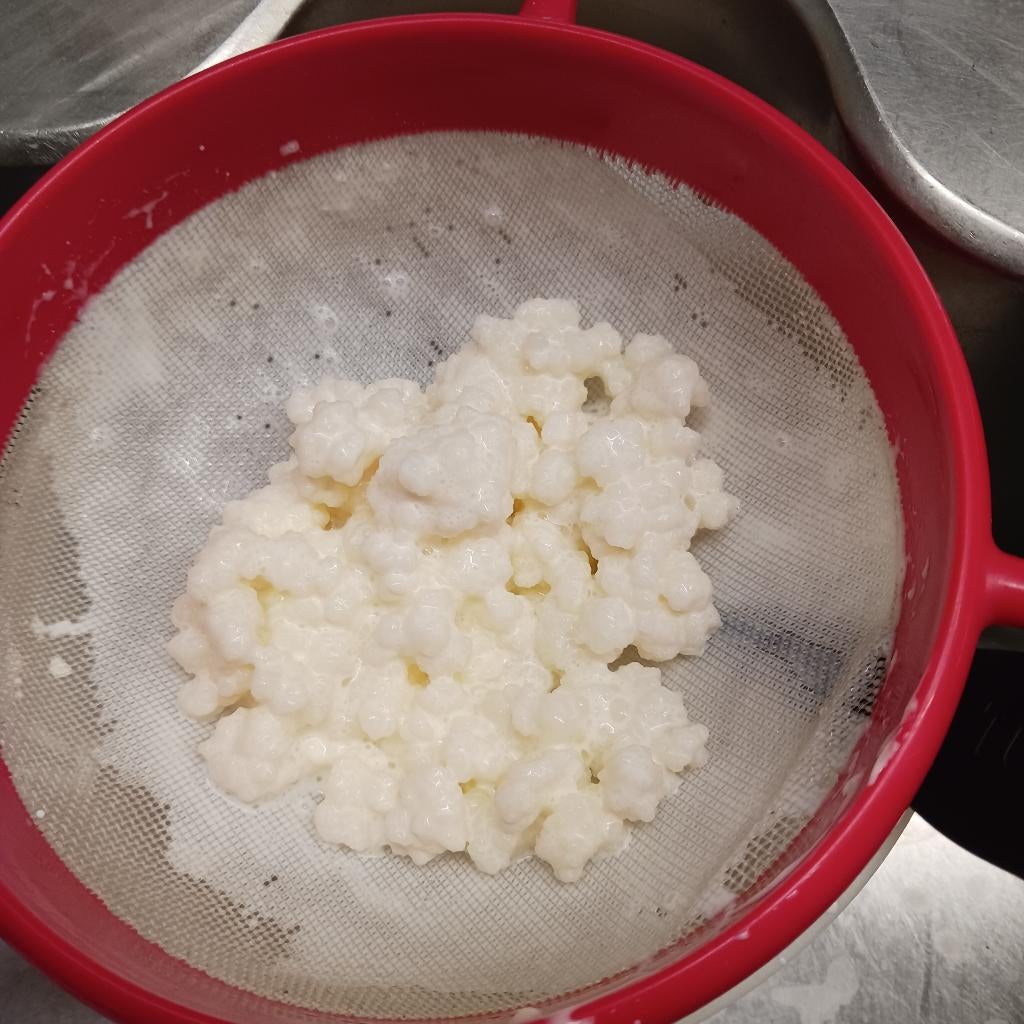 melkkefir - kefirbloemen om zelf kefir te maken+ WATERKEFIR, Ophalen