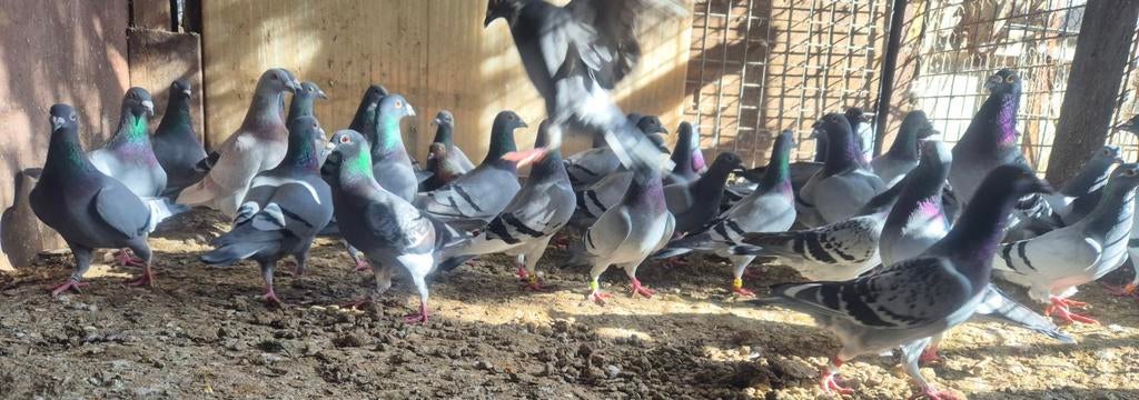 Te koop duiven, Dieren en Toebehoren, Vogels | Overige Vogels