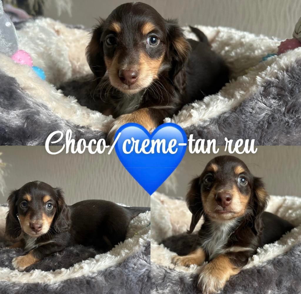 Mooie langharige dwergteckeltjes, Dieren en Toebehoren, Honden | Teckels en Dashonden, België, Fokker | Hobbymatig, 8 tot 15 weken