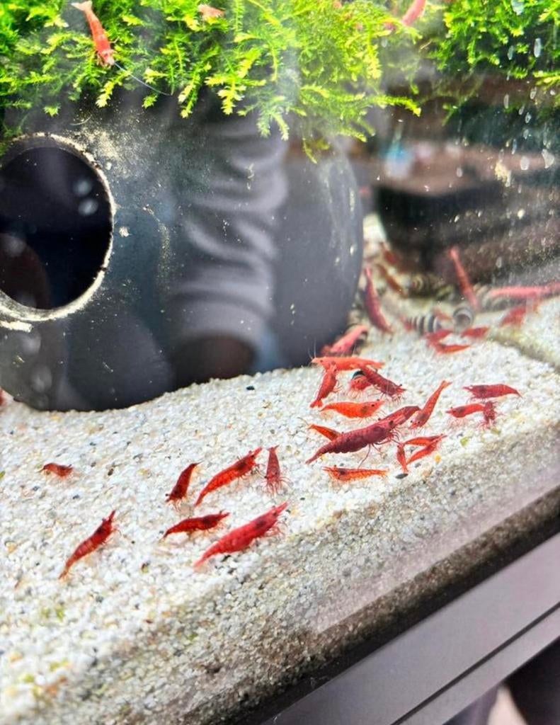 Eigen kweek rode garnalen, Vis, Zoetwatervis