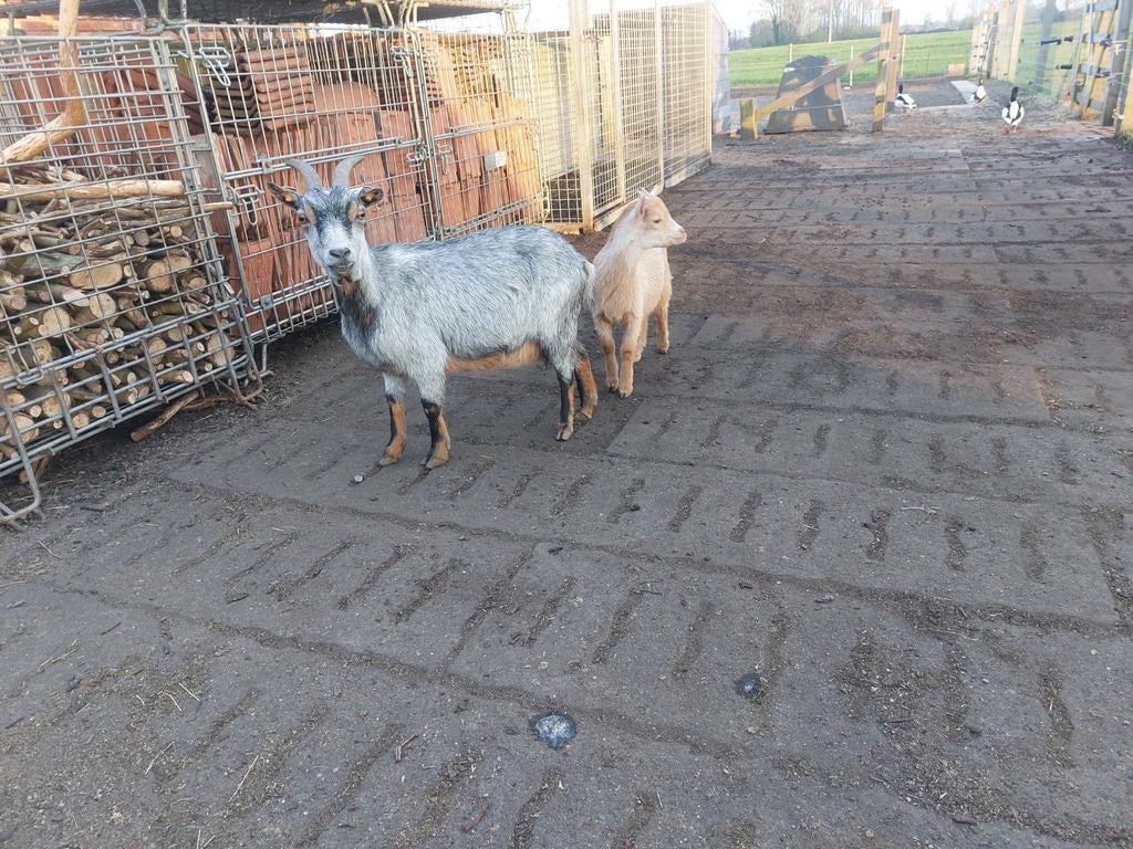 Schimmeltan ooi met lam., Dieren en Toebehoren, Schapen, Geiten en Varkens, Meerdere dieren, Geit, 3 tot 5 jaar