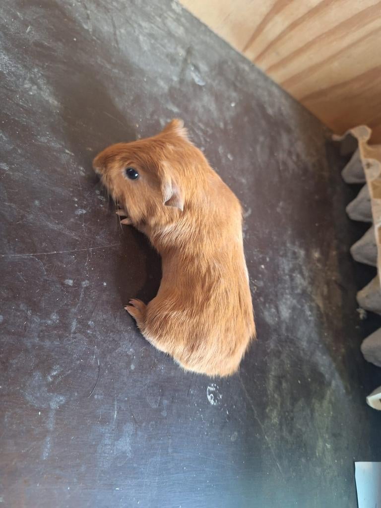 Ours cobaye brun, Animaux & Accessoires, Rongeurs, Mâle, Mars, Domestique, Cobaye