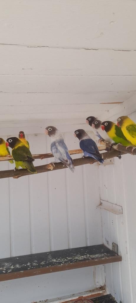 Vogels, Dieren en Toebehoren, Vogels | Parkieten en Papegaaien