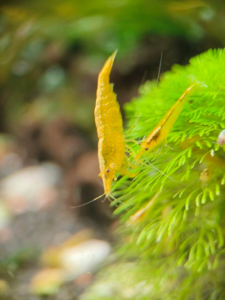 Gele Garnalen (Golden Yellow Stripe), Dieren en Toebehoren, Ophalen