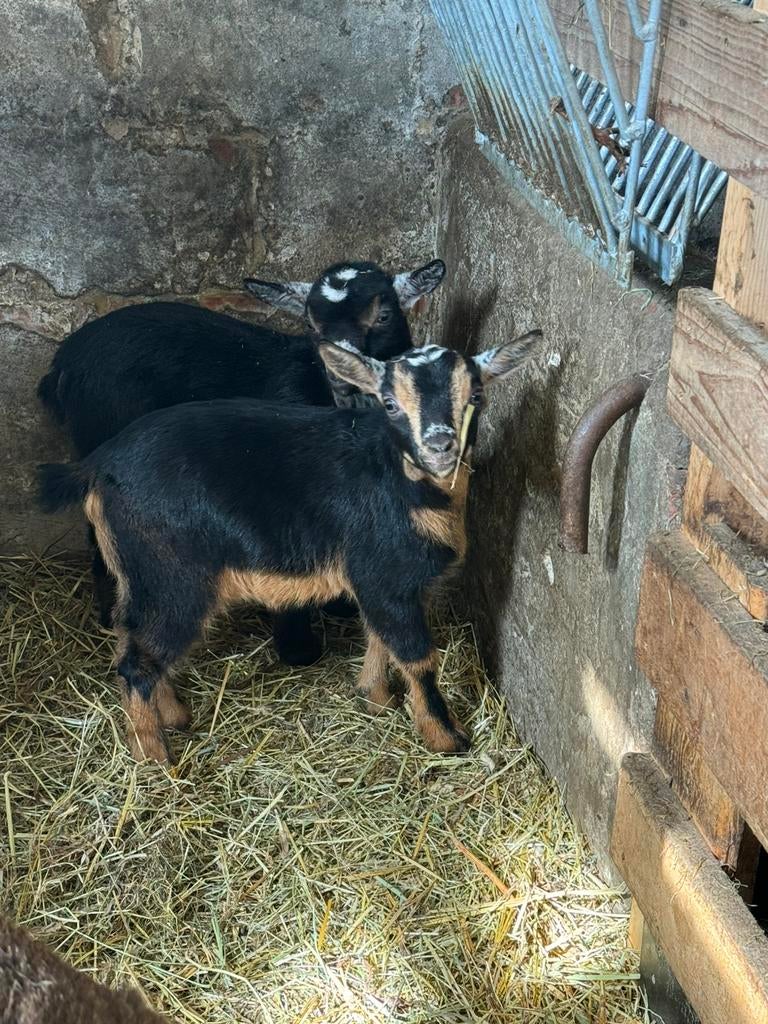 Geit Mieke lam (gereserveerd), Dieren en Toebehoren, Schapen, Geiten en Varkens, Vrouwelijk, Geit, 0 tot 2 jaar