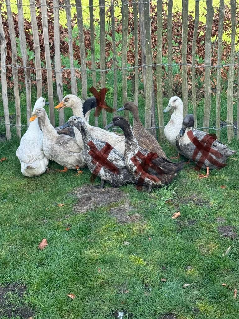 Eenden en bramaha hanen te koop, Dieren en Toebehoren, Pluimvee, Meerdere dieren, Eend