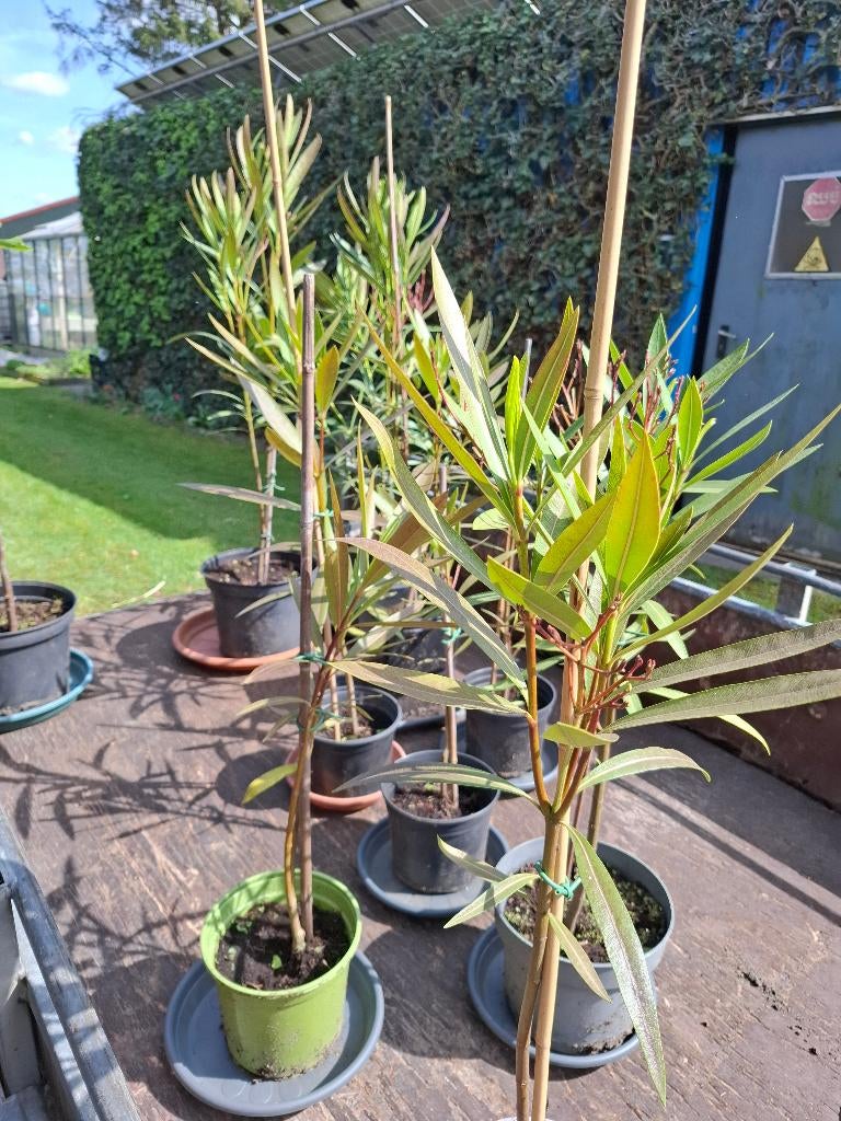 Jonge Oleander planten, Volle zon, Vaste plant, Zomer, Ophalen