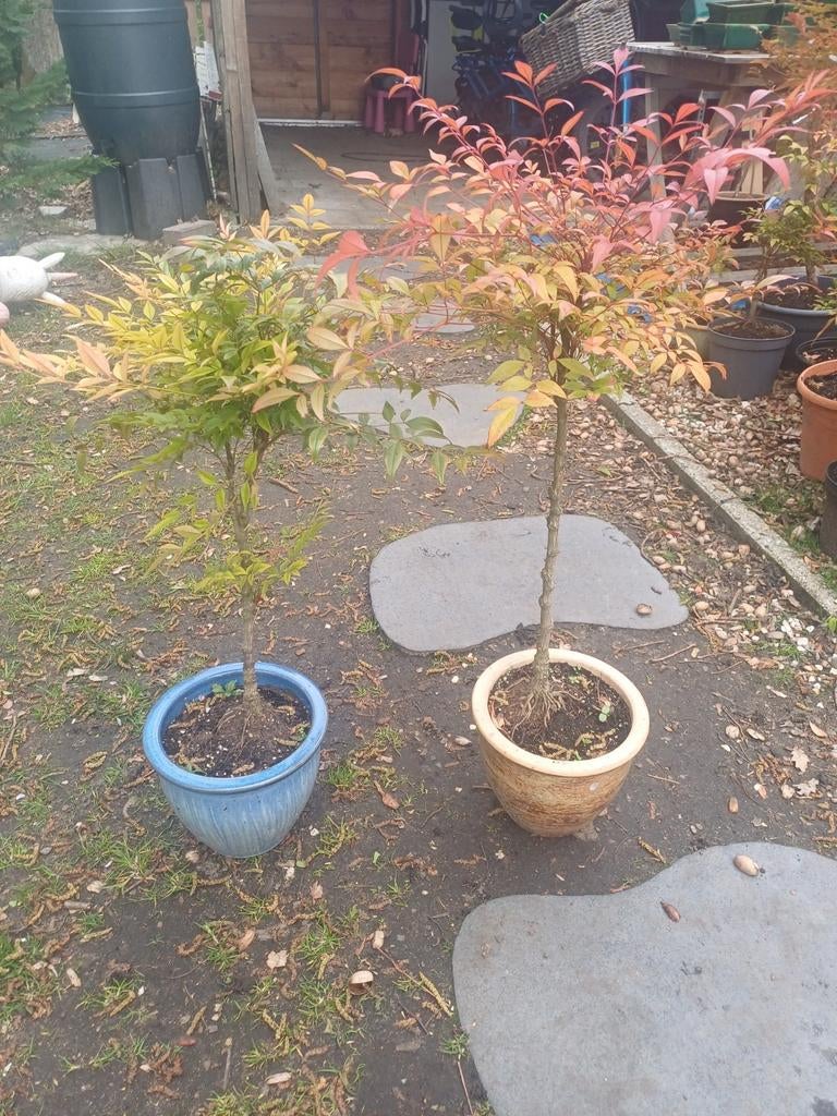 2 hemelse bamboe, Tuin en Terras, Ophalen