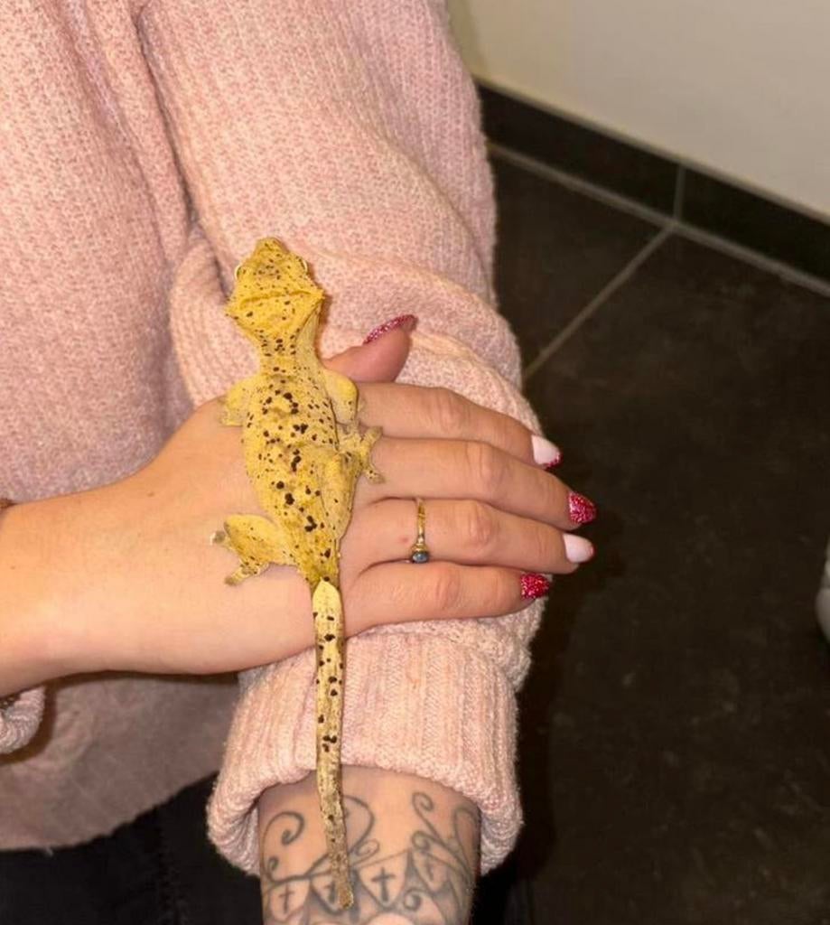 Vrouwelijke kuifgekko Crested Gecko met compleet terrarium, Dieren en Toebehoren, Overige soorten, Met terrarium, 0 tot 2 jaar