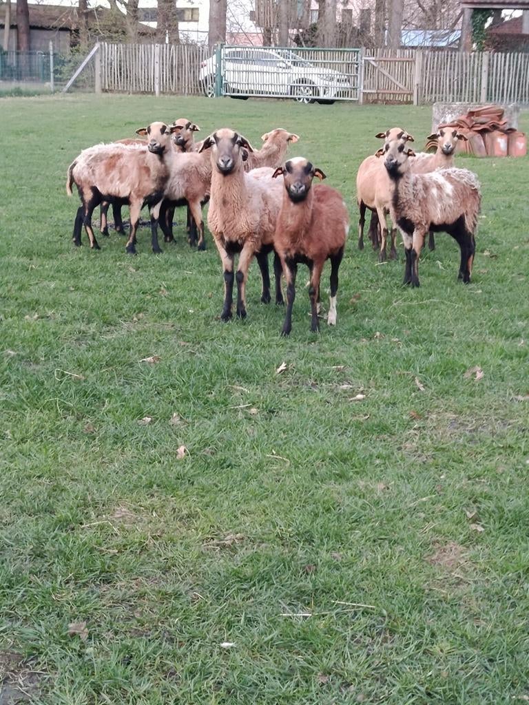 4 mooie Kameroen schapen, Dieren en Toebehoren