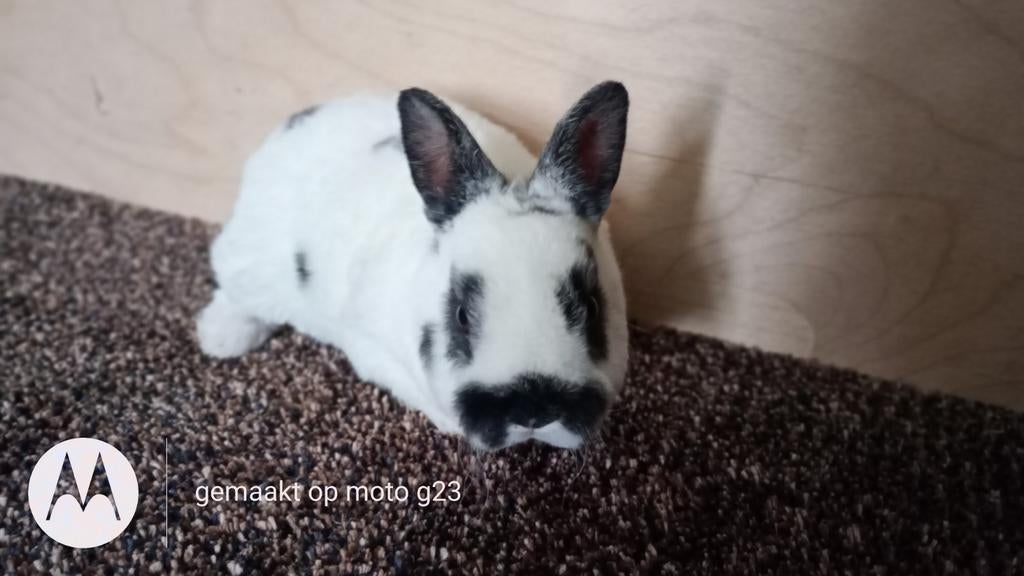 Rex dwerg rammetje in dalmatiner zwart., Dieren en Toebehoren, Konijnen, Dwerg