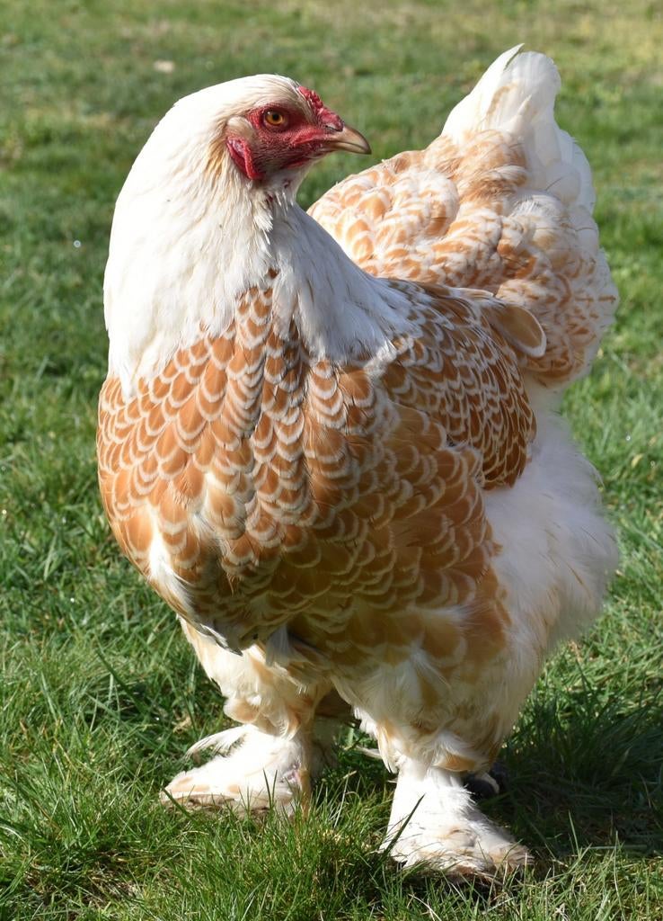 Broedeieren van brahma goud-wit gezoomd., Dieren en Toebehoren, Pluimvee