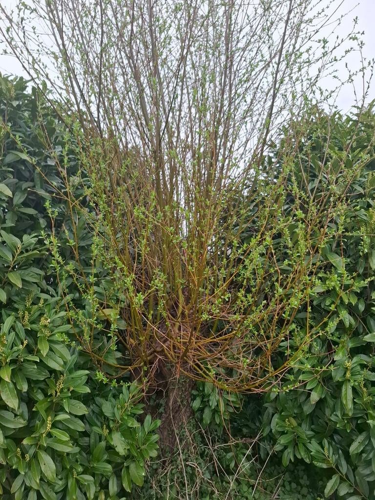 Gratis knotwilgentenen/takken, Ophalen