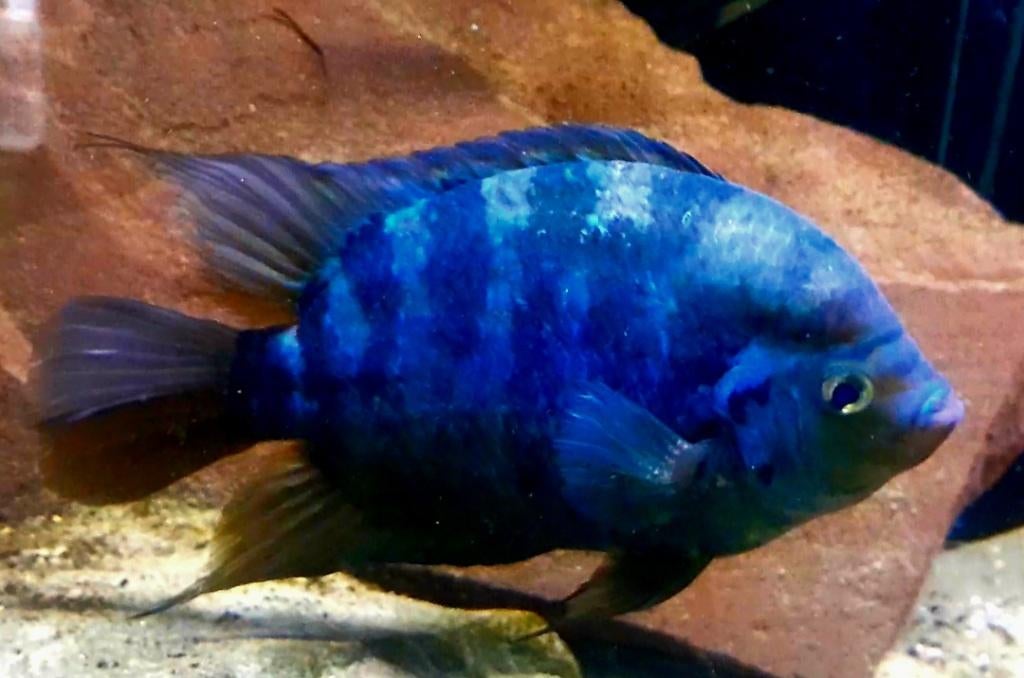 Aquariumvissen kweekkoppel/kweekgroep, Poisson, Poisson d'eau douce