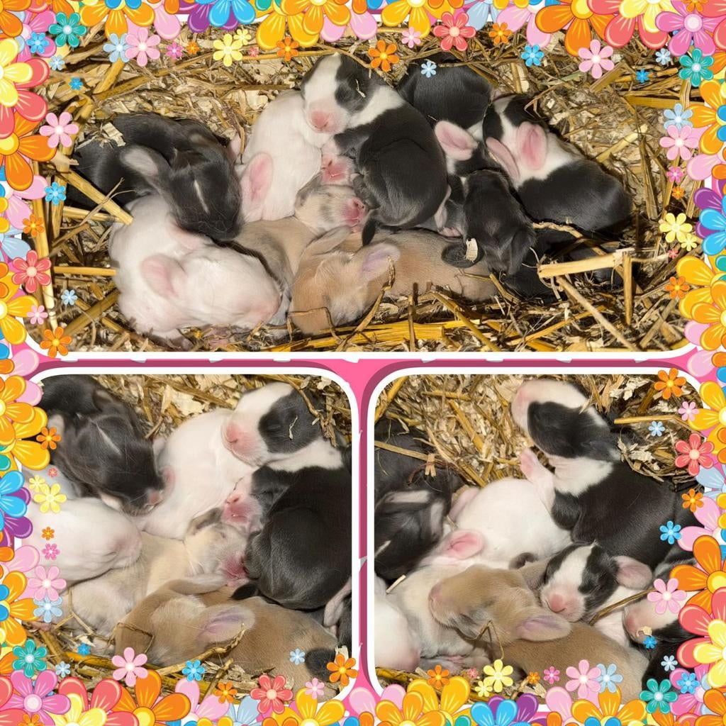 Prachtige nestje Franse Hangoor konijntjes met blauwe ogen, Dieren en Toebehoren, Konijnen, Meerdere dieren, Groot, Hangoor, 0 tot 2 jaar