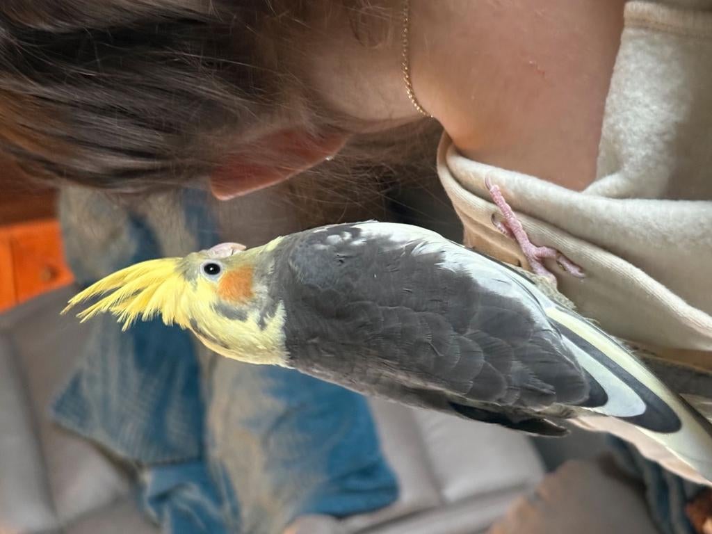Zeer tame valkparkiet, Dieren en Toebehoren, Vogels | Parkieten en Papegaaien