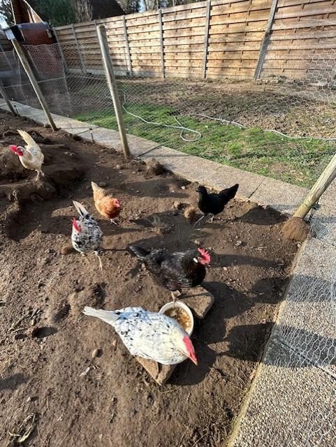 Broedeieren, Dieren en Toebehoren, Ophalen of Verzenden, Nieuw, Broedmachine