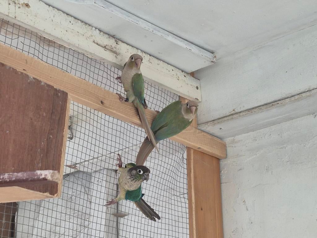 Oiseaux a vendre ou échange, Plusieurs animaux, Perruche, Bagué