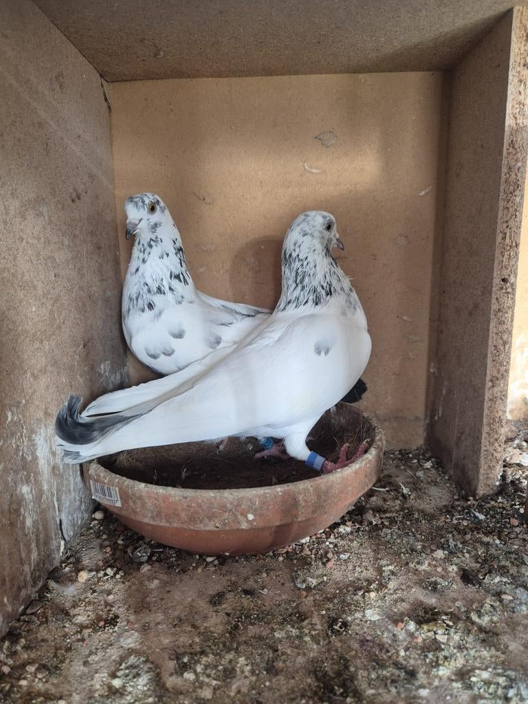 Pakistan hoogvlieger beste kopel