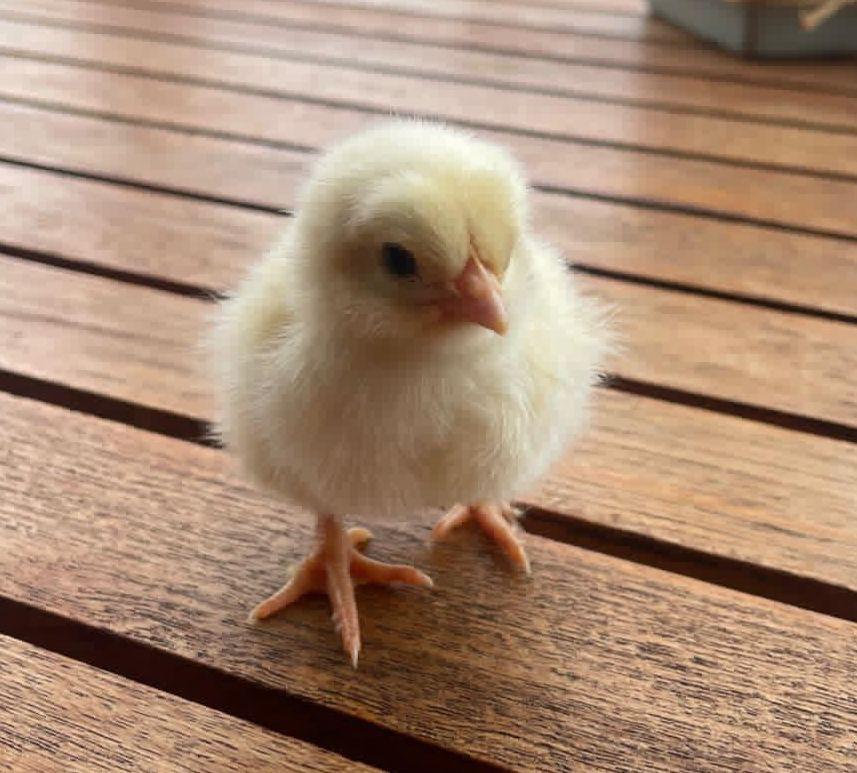 Legkip kuikens, Dieren en Toebehoren, Vogels | Kanaries