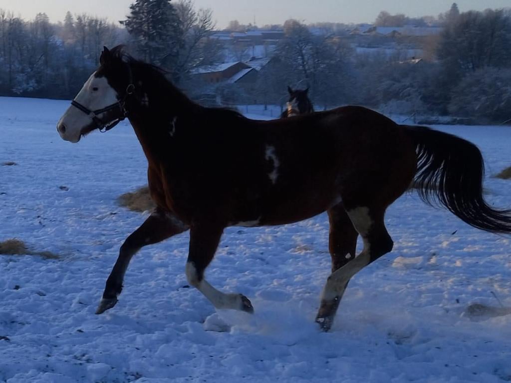 Jument apha, Dieren en Toebehoren, Paarden, Merrie, Westernpaard, Met stamboom, 7 tot 10 jaar