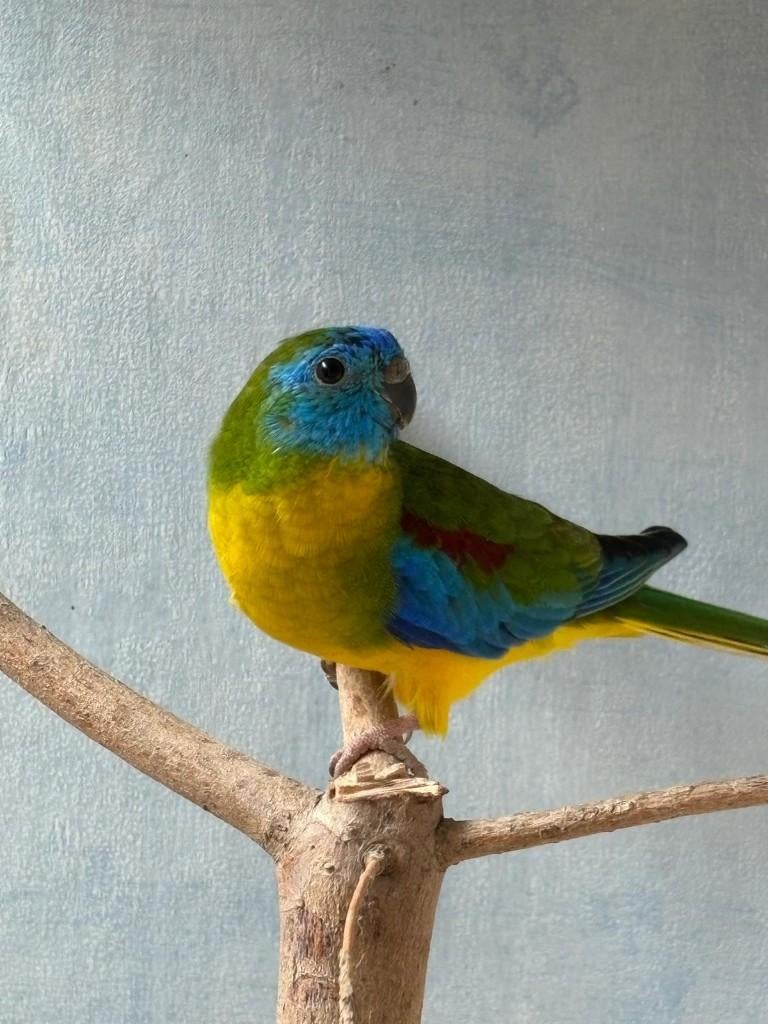 Turquoisine man Groen split Cinnamon (kweekrijp), Dieren en Toebehoren, Vogels | Parkieten en Papegaaien, Mannelijk, Parkiet, Geringd