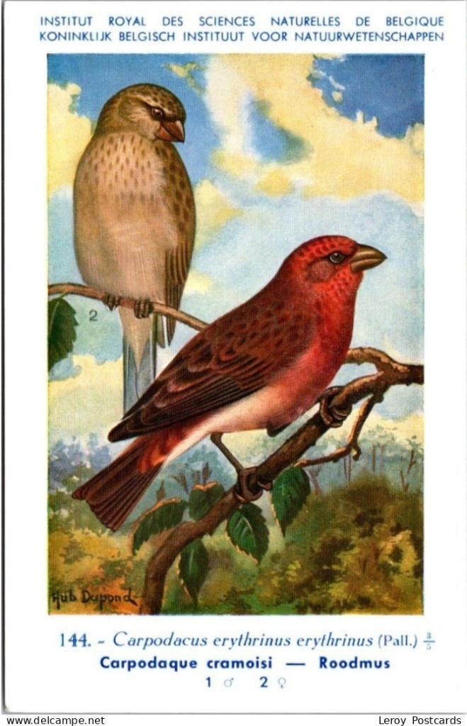 Roodmus – Nº 144 – Antique Belgian Museum History Print, Collections, Cartes postales | Animaux, Envoi, Non affranchie, Oiseaux