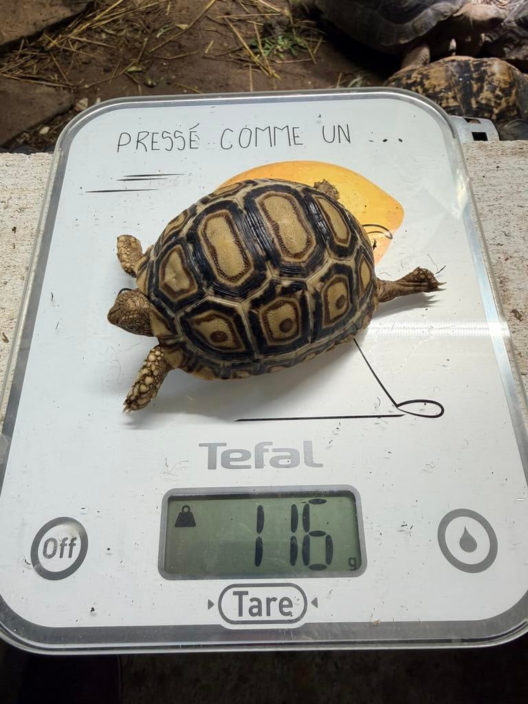 Pardalis somalica, Dieren en Toebehoren, Reptielen en Amfibieën, Schildpad