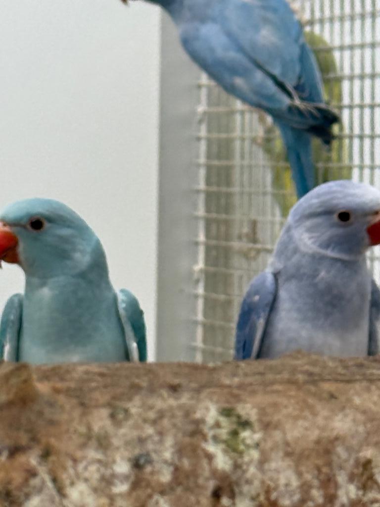 Jonge halsbandparkieten halsband parkiet voor tam te maken, Dieren en Toebehoren, Meerdere dieren, Parkiet, Geringd