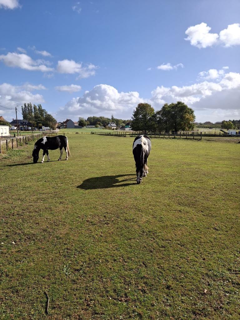 Bouwgrond 3.270 m²120 m breed–zuidgerichte tuin–Kortenaken, Immo, Gronden en Bouwgronden, Kortenaken, 1500 m² of meer