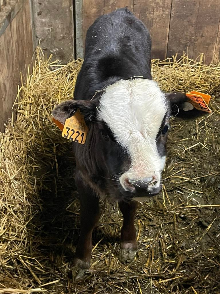 Dahomey stiertje, Dieren en Toebehoren, Runderen, Mannelijk, 0 tot 2 jaar