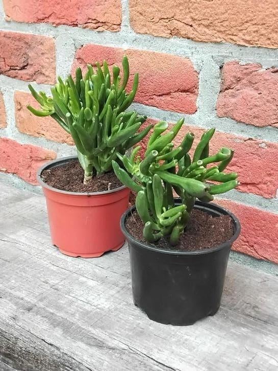 Grassula ovata Gollum,  vetplant, jadeplant, Maison & Meubles, Plantes d'intérieur, Enlèvement, Plante succulente